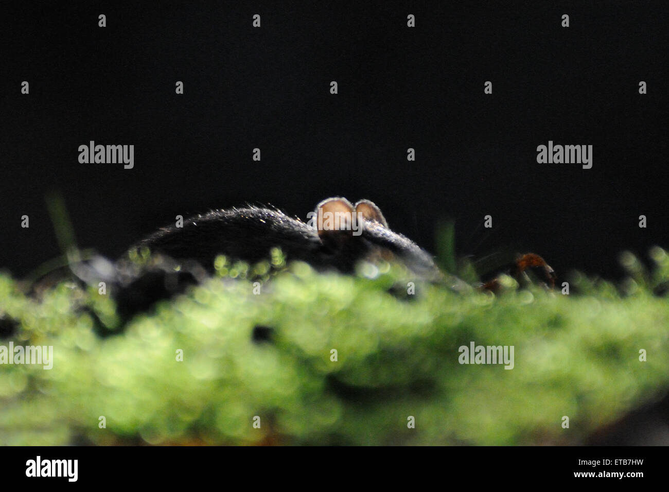 Striped Field Mouse in contrast light Stock Photo Alamy