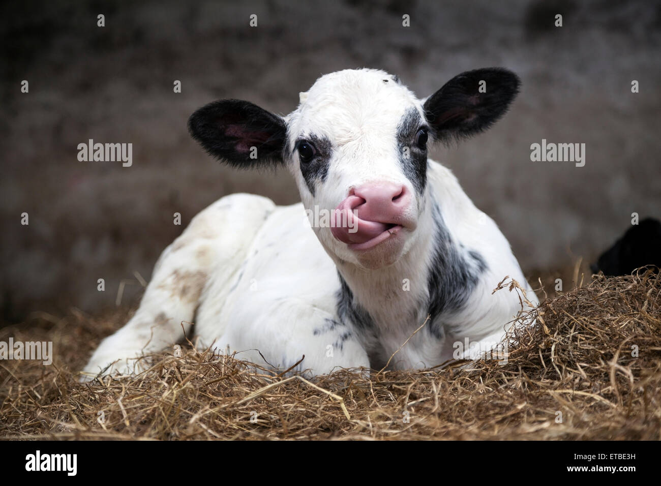 very young black and white calf in straw of barn with tongue up its ...