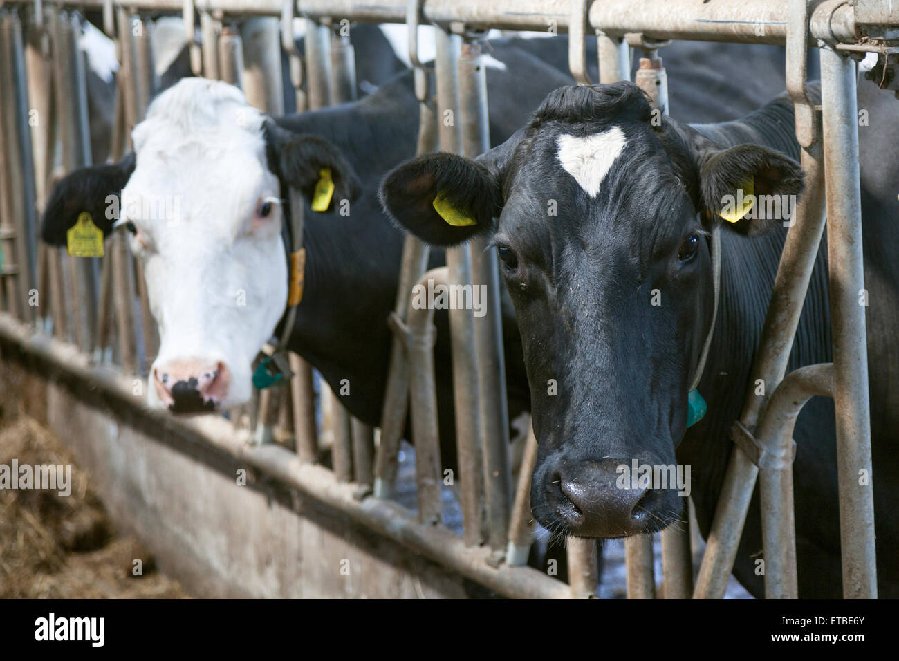 two black and white cows look through bars in dutch stable Stock Photo ...