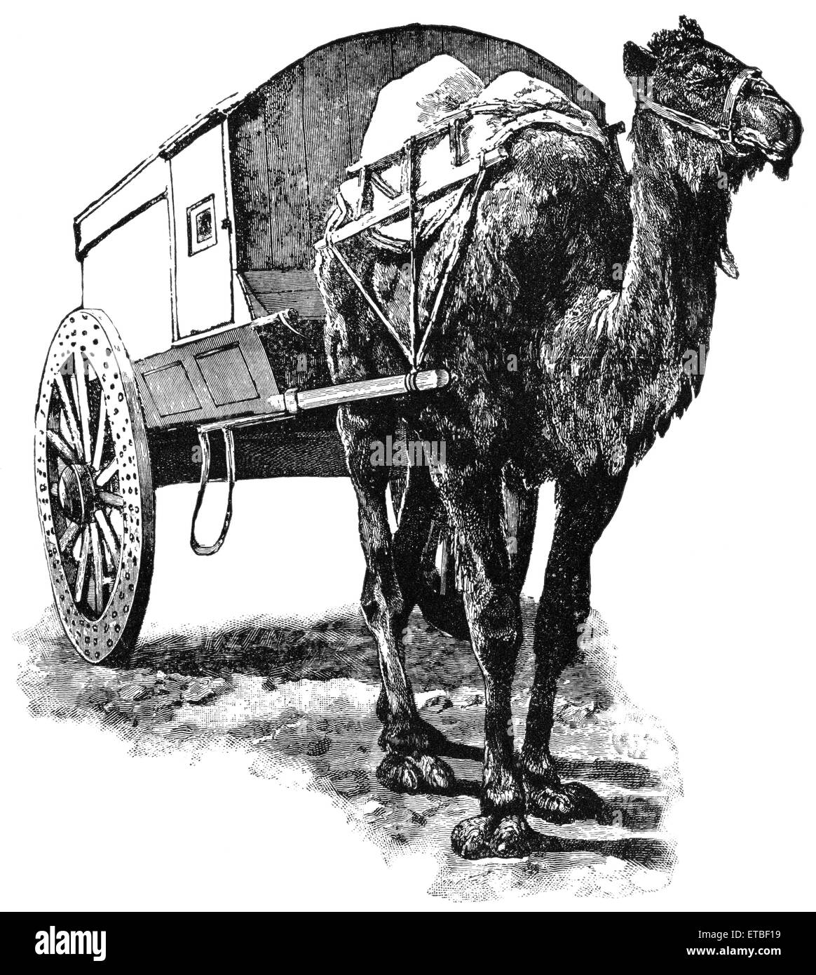 Bactrian Camel and Mail Cart, Gobi Desert, Central Asia, 'Classical Portfolio of Primitive Carriers', by Marshall M. Kirman, World Railway Publ. Co., Illustration, 1895 Stock Photo