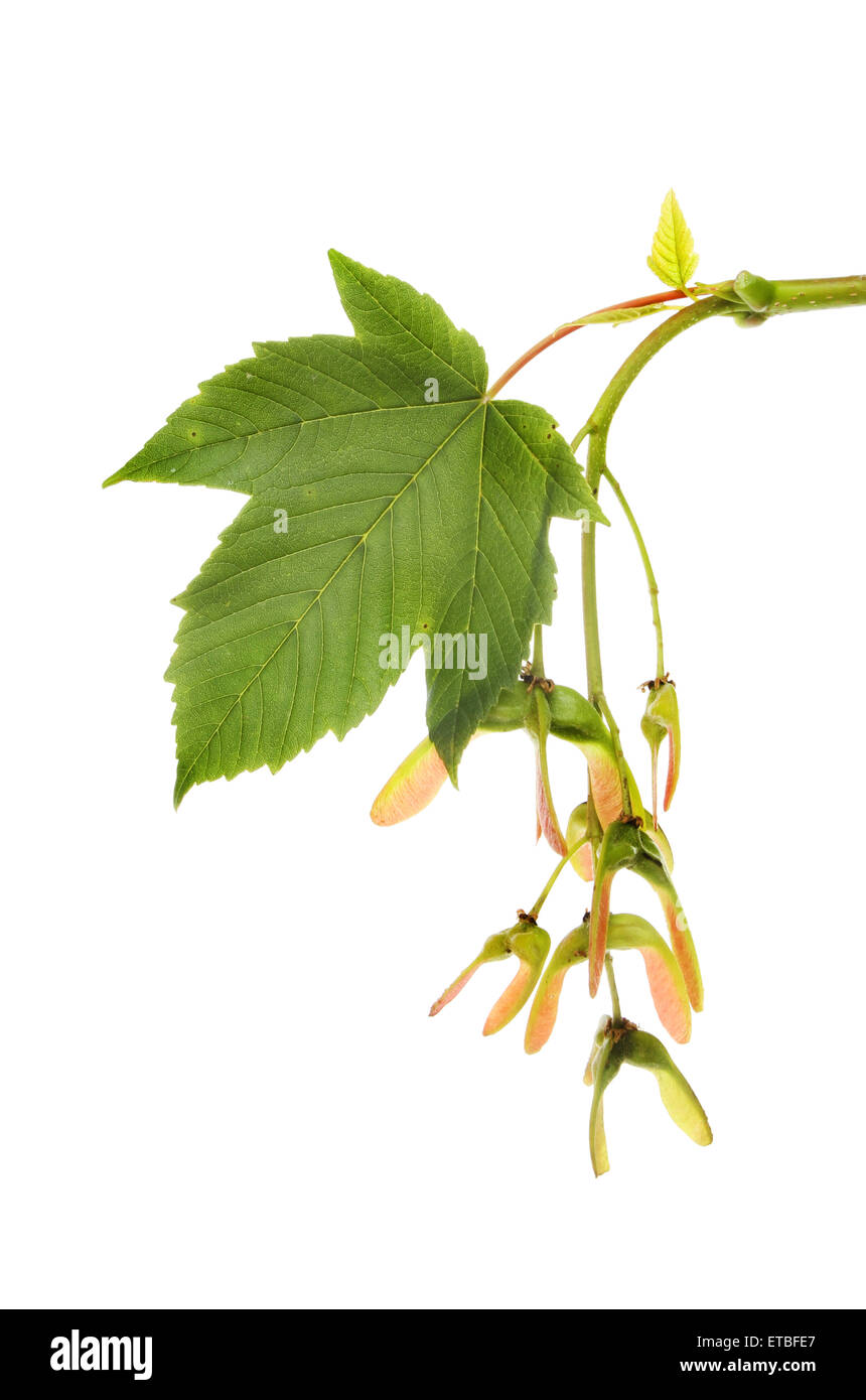 Sycamore, Acer pseudoplatanus, leaf and seeds isolated against white Stock Photo