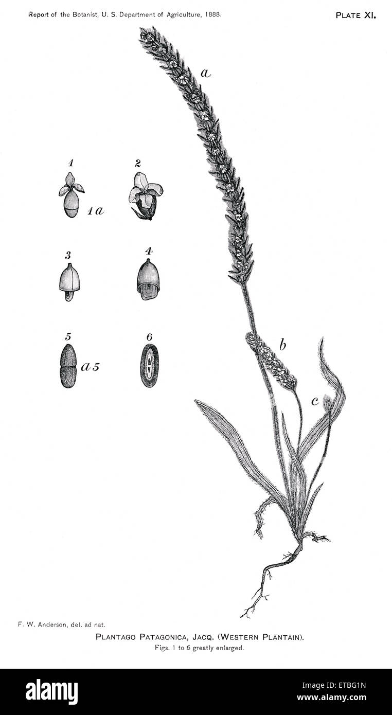 Grasses and Weeds, Plantago Patagonica, Report of the Commissioner of Agriculture, US Dept of Agriculture, Illustration,  1888 Stock Photo
