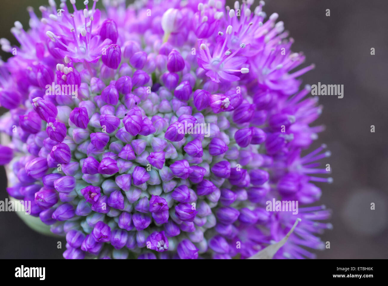 Purple garlic flower close up Stock Photo Alamy
