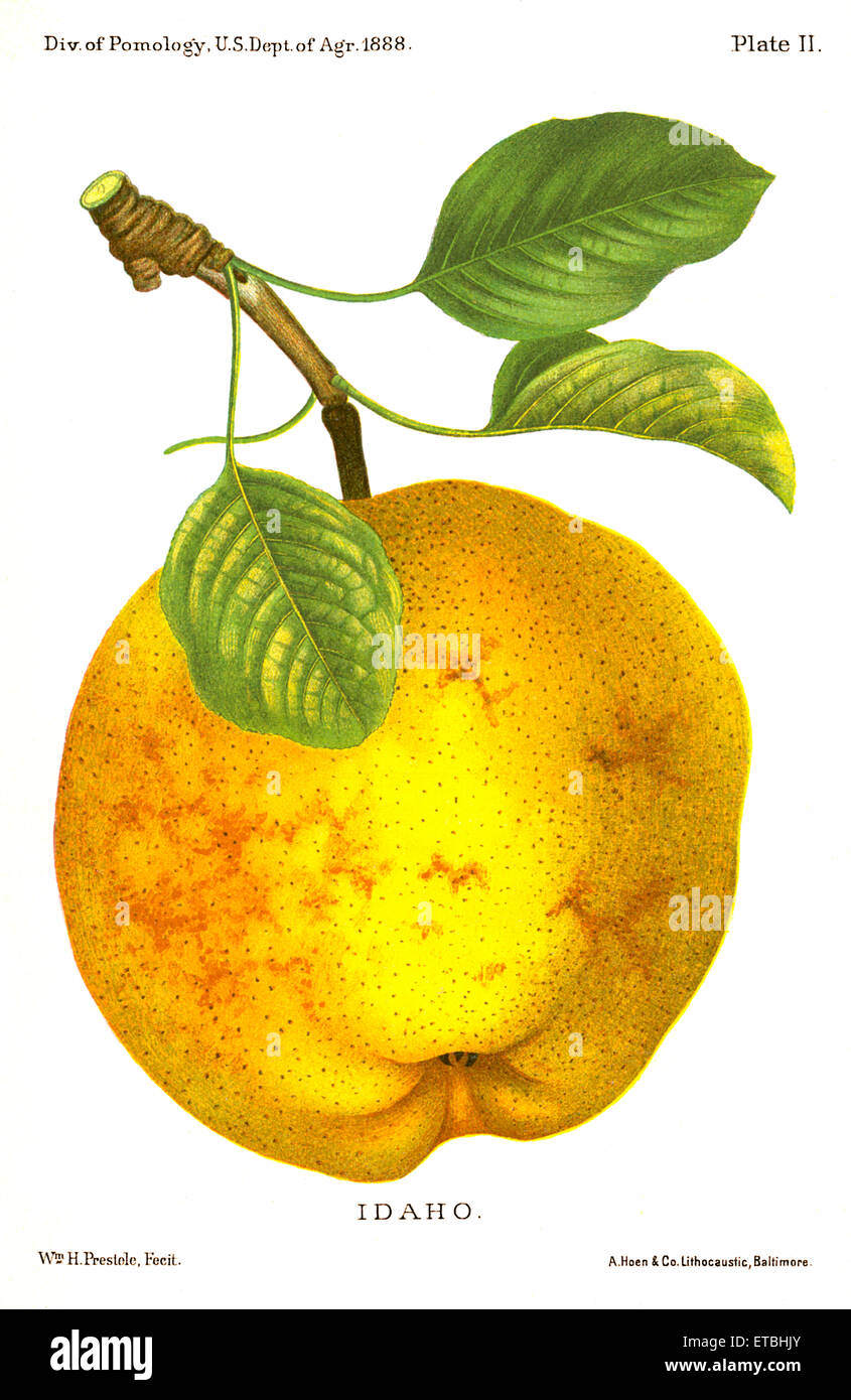 Idaho Pear, Report of the Commissioner of Agriculture, US Dept of Agriculture, Illustration,  1888 Stock Photo
