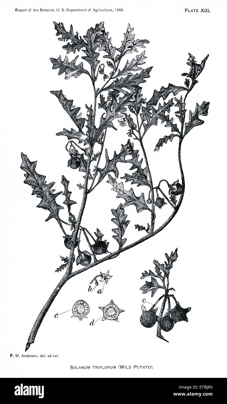 Grasses and Weeds, Solanum Triflorum, Wild Potato, Report of the Commissioner of Agriculture, US Dept of Agriculture, Illustration,  1888 Stock Photo