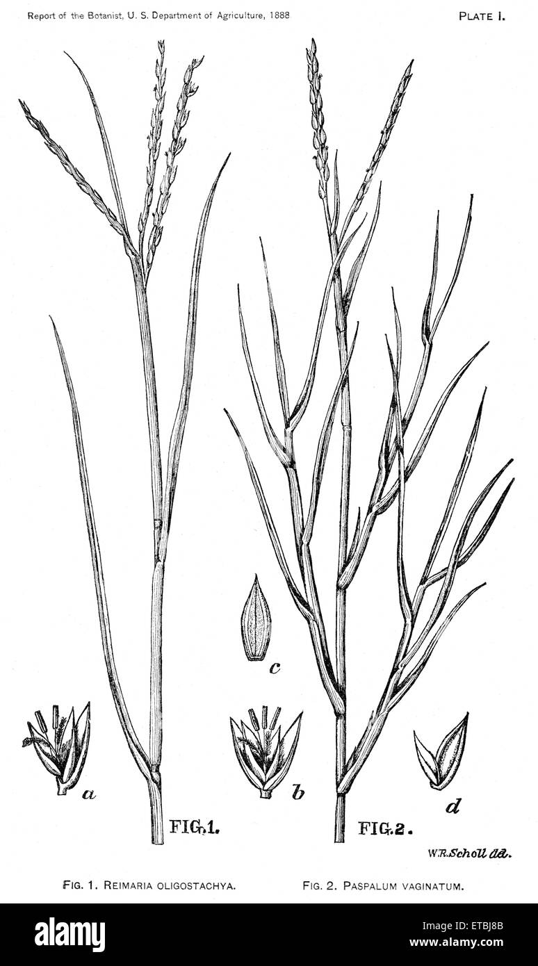 Grasses and Weeds, Reimaria oligostachya & Paspalum vaginatum, Report of the Commissioner of Agriculture, US Dept of Agriculture, Illustration,  1888 Stock Photo