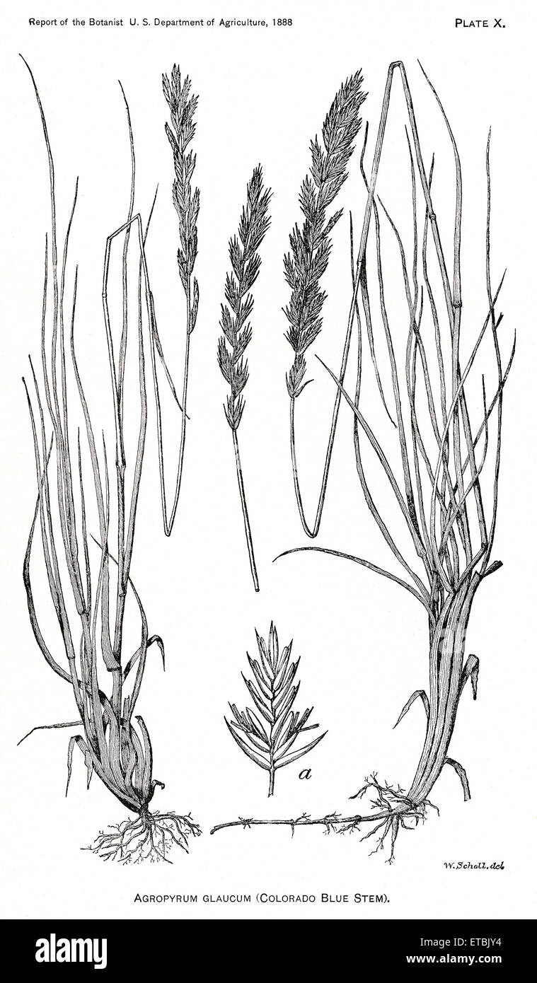 Grasses and Weeds, Agropyrum Glaucum, Colorado Blue Stem, Report of the Commissioner of Agriculture, US Dept of Agriculture, Illustration,  1888 Stock Photo