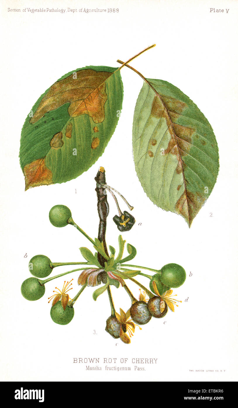 Brown Rot of Cherry, Monilia Fructigena Pass., Plate V, Report of the Commissioner of Agriculture, US Dept of Agriculture, Illustration,  1888 Stock Photo