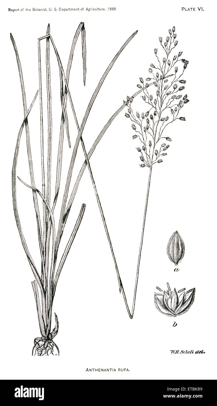 Grasses and Weeds, Anthenantia rufa, Report of the Commissioner of Agriculture, US Dept of Agriculture, Illustration,  1888 Stock Photo