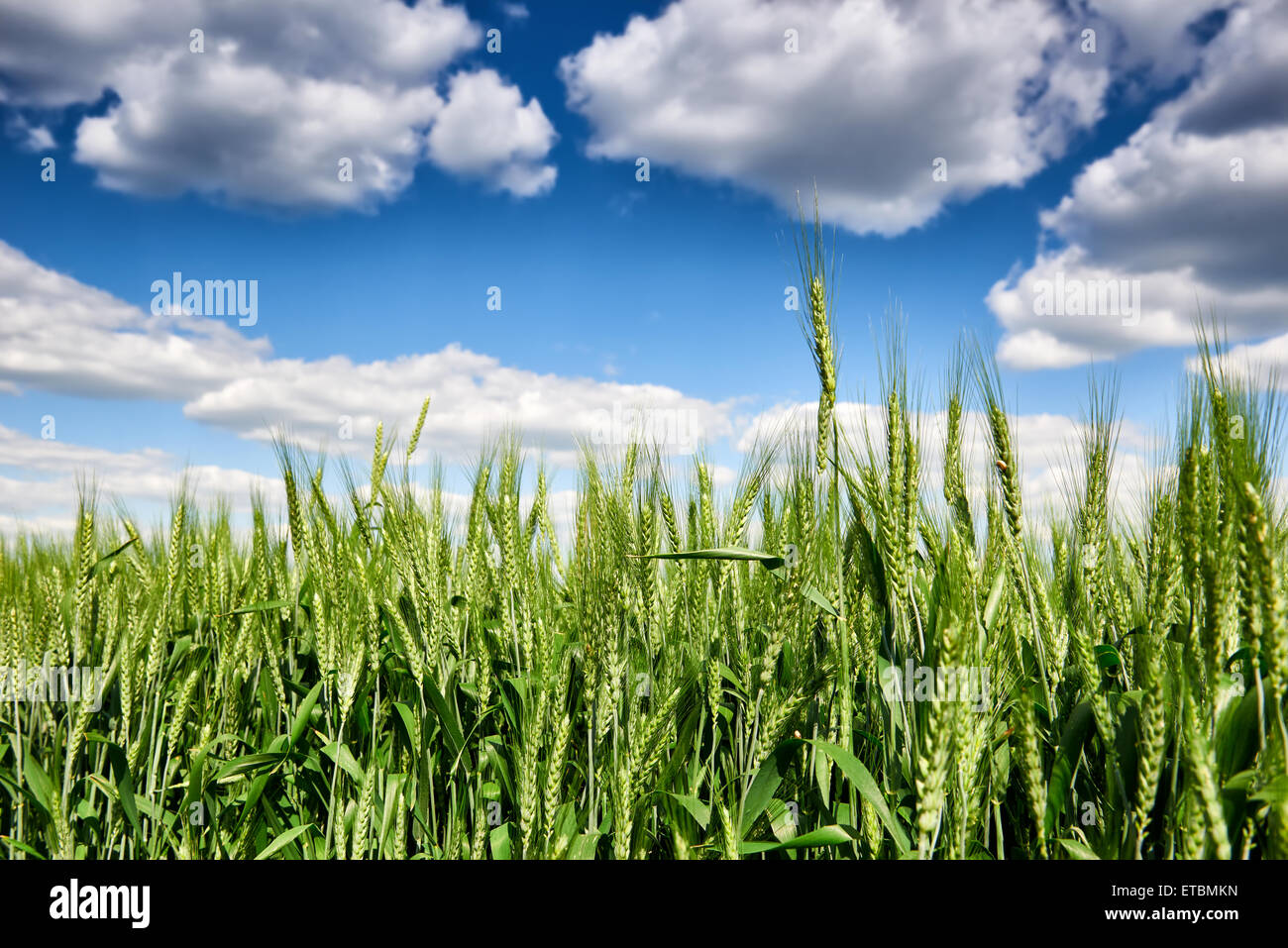 wheat field and sky summer landscape Stock Photo - Alamy