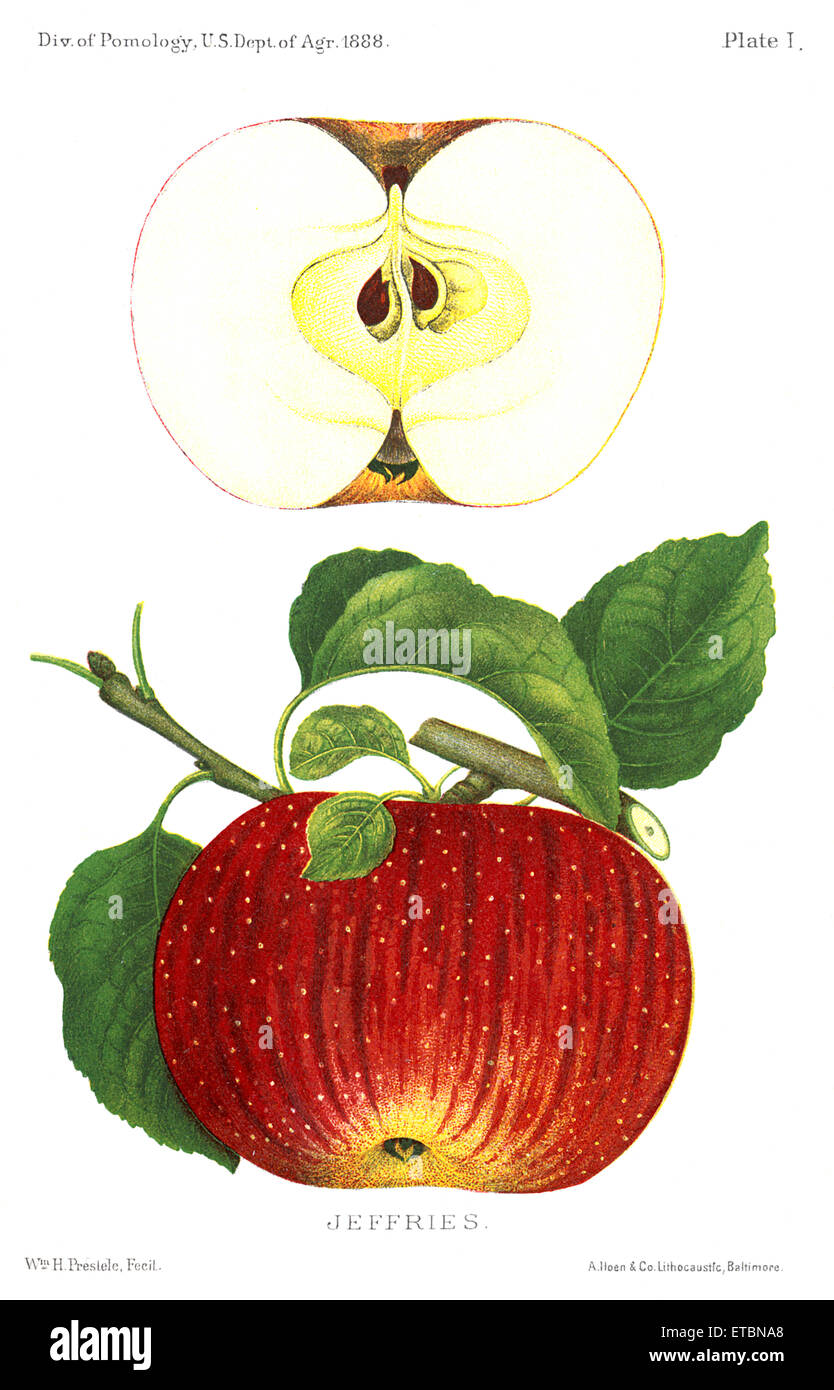 Jeffries Apple, Report of the Commissioner of Agriculture, US Dept of Agriculture, Illustration,  1888 Stock Photo