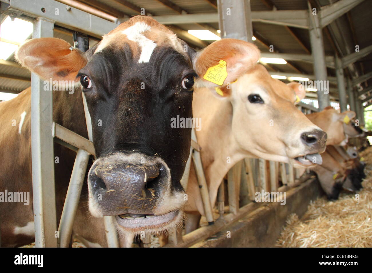 Jersey cows feed indoors at a dairy farm in the PEak District