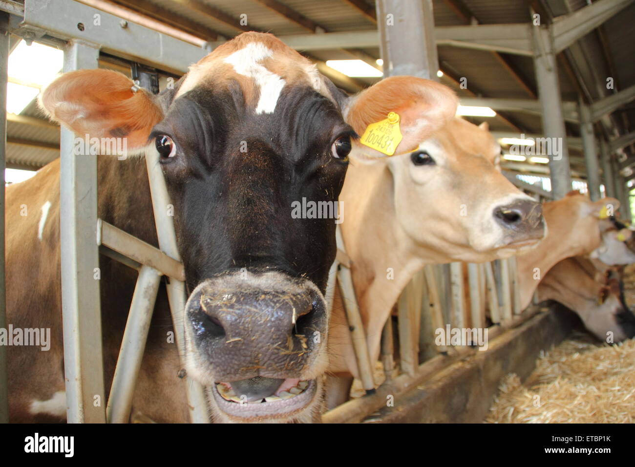 Jersey cows feed indoors at a dairy farm in the PEak District