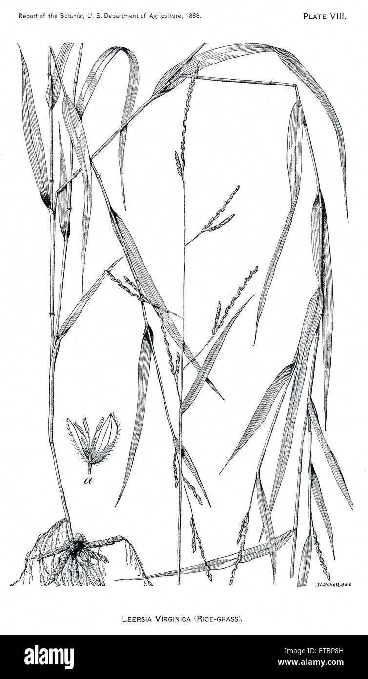 Grasses and Weeds, Leersia Virginica, Rice Grass, Report of the Commissioner of Agriculture, US Dept of Agriculture, Illustration,  1888 Stock Photo