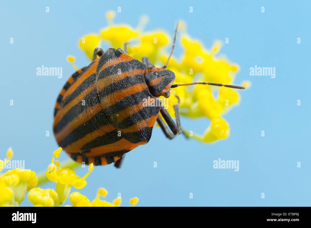 Italian Striped Bug or Minstrel Bug Stock Photo Alamy