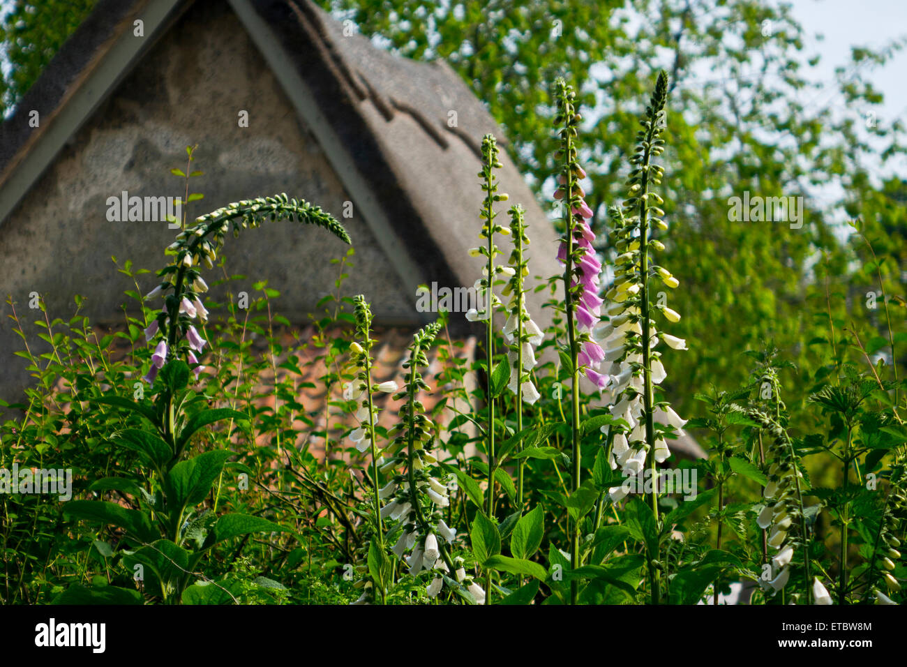 Foxgloves in cottage garden Stock Photo