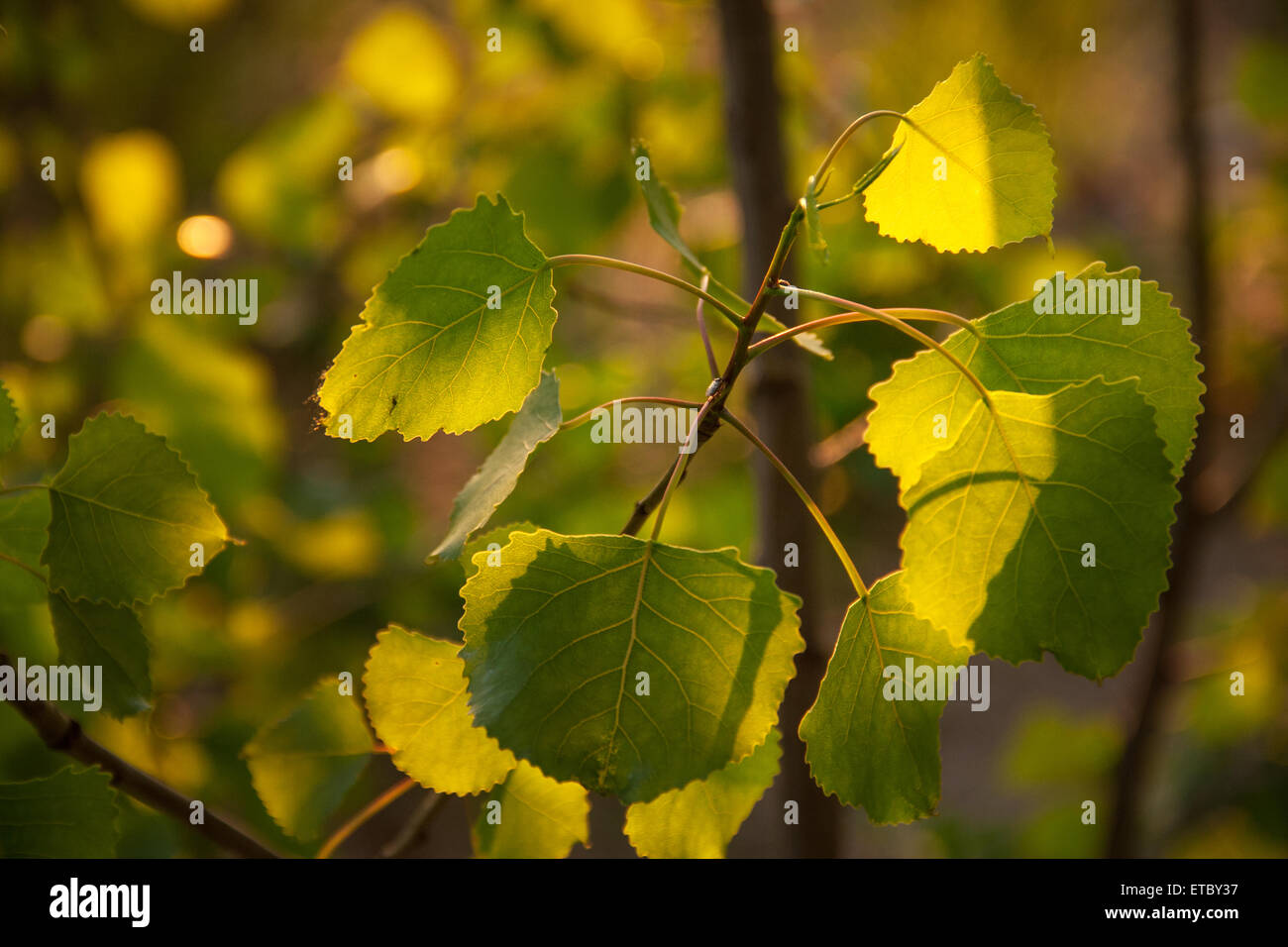 Cottonwood leaves hires stock photography and images Alamy
