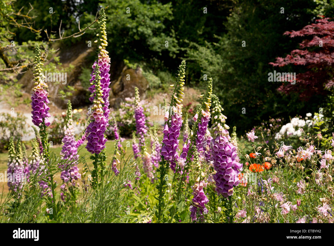 Pink Foxgloves in a cottage garden Stock Photo