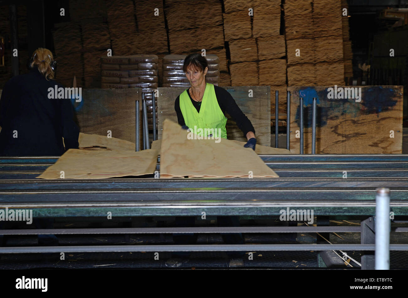 GREYMOUTH, NEW ZEALAND, MAY 22, 2015 : An unidentified worker grades freshly dried  sheets of veneer for pressing into plywood Stock Photo