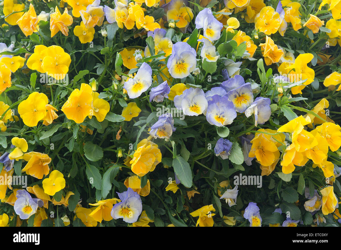 Yellow and blue or purple pansy flowers closeup full frame background. Stock Photo