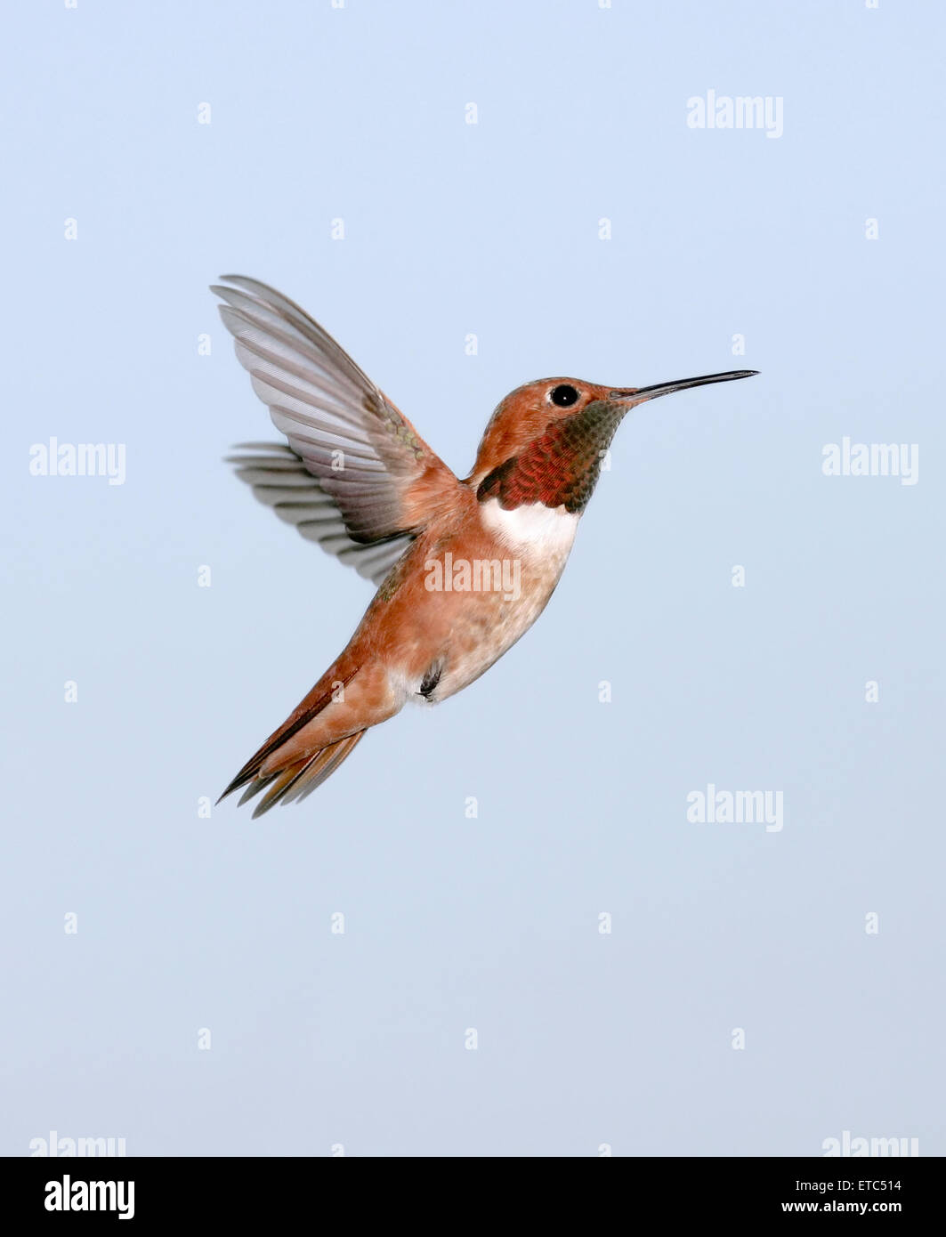 male Allen's Hummingbird Stock Photo - Alamy