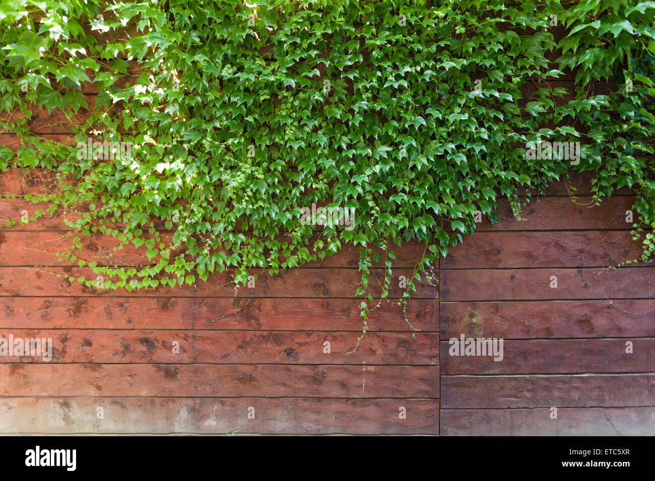 wall background with green plants Stock Photo