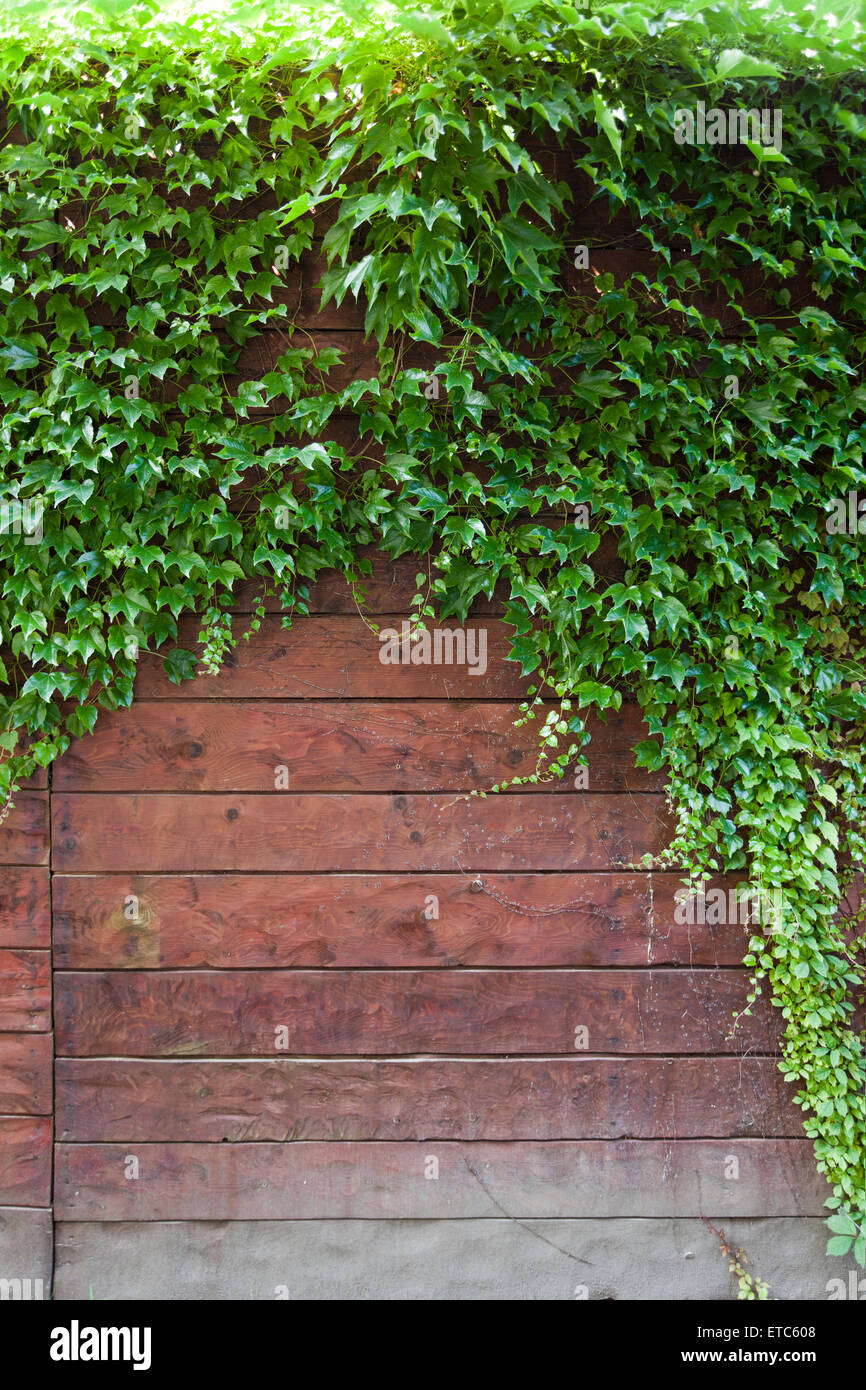 wall background with green plants Stock Photo