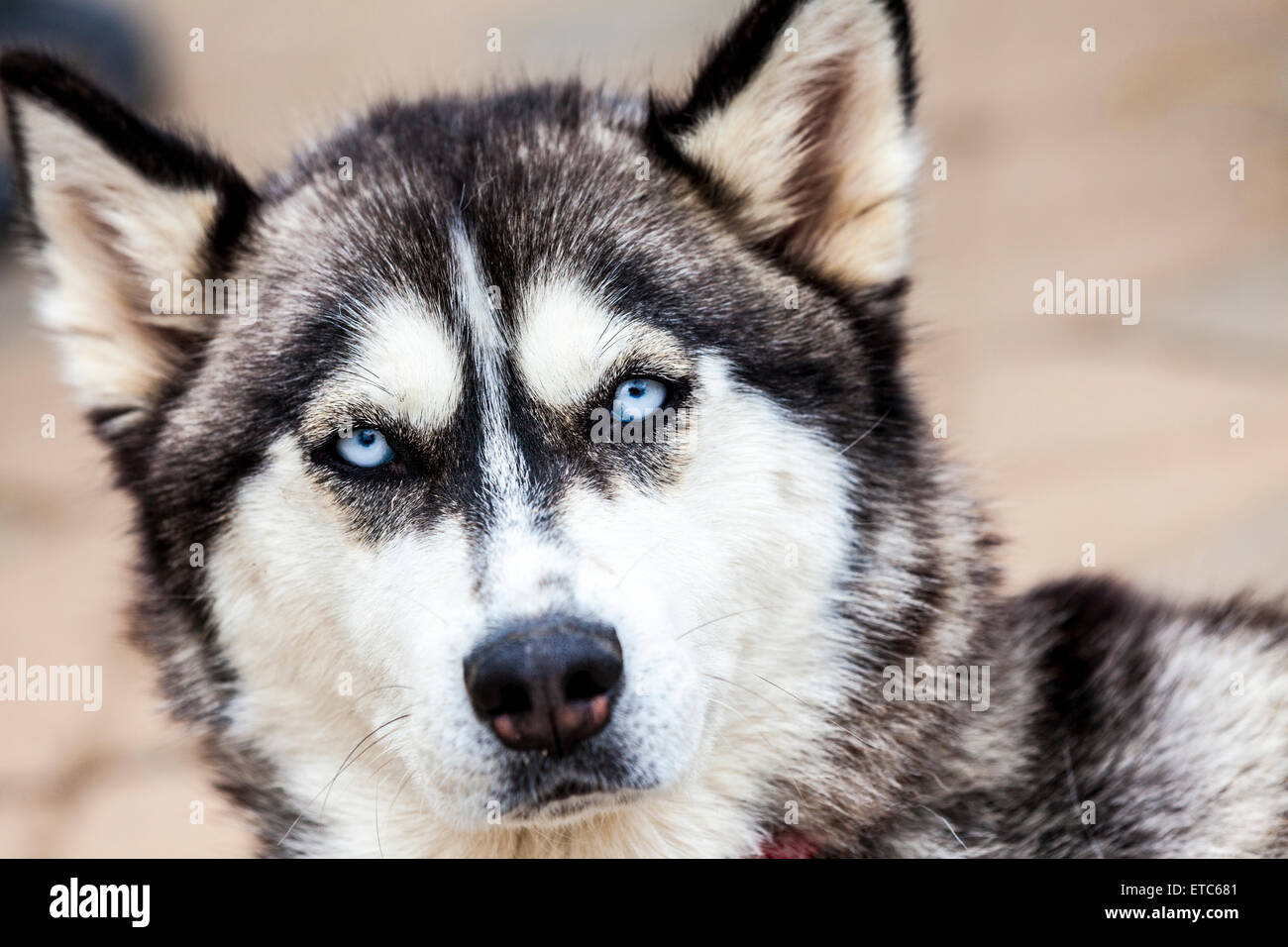 An Alaskan Husky female Stock Photo - Alamy