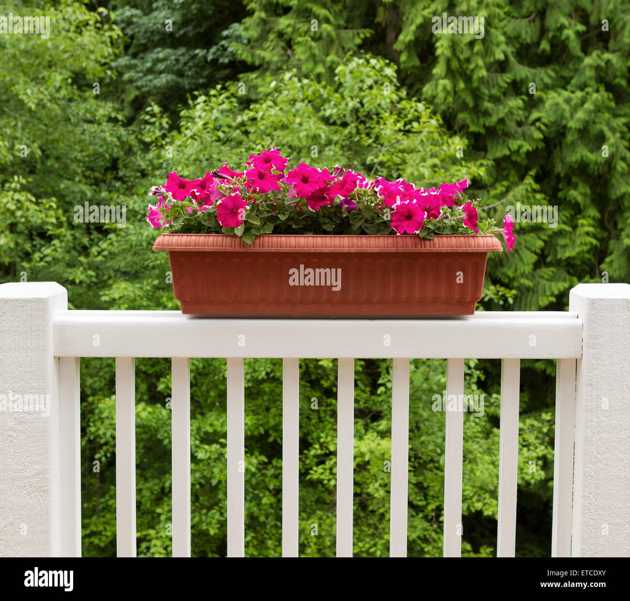 Colorful flowers in flowerbed on white patio railing with blurred green ...