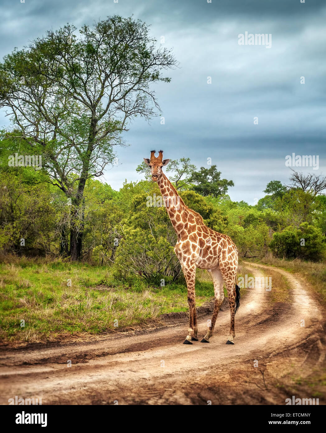 South African wildlife, wild giraffe on a walk, beautiful great animal, big five, bush safari game drive, Kruger National Park Stock Photo