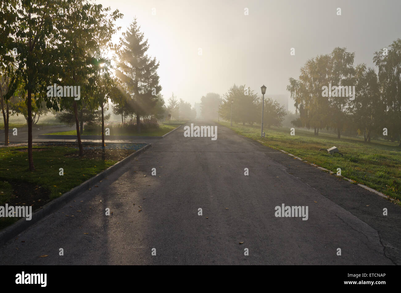 Fog above green grass and trees Stock Photo - Alamy