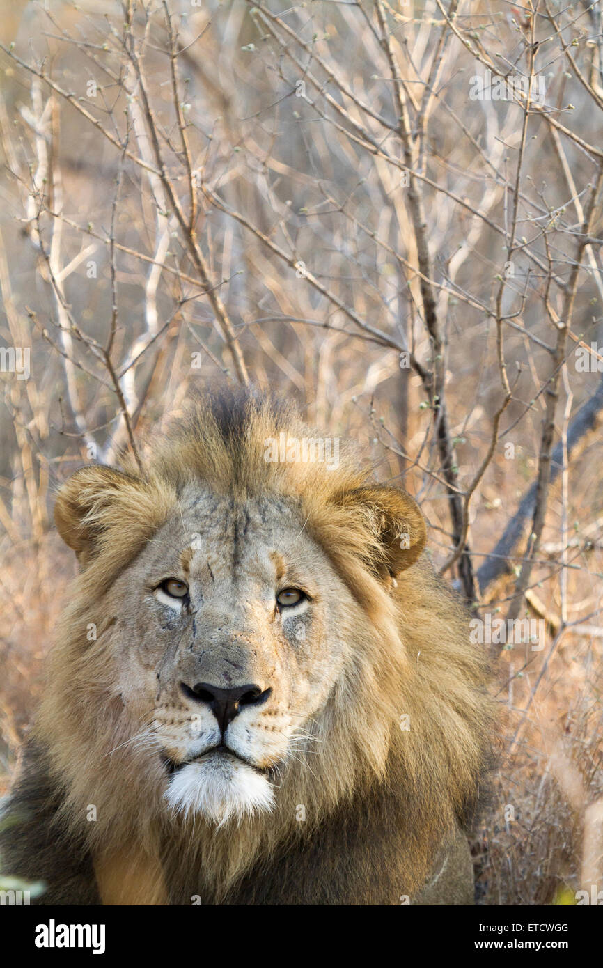 Male lion resting at Phinda Private Game Reserve, South Africa Stock Photo