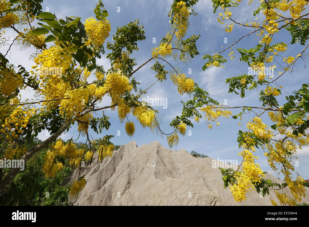 Flowers of Golden Shower Tree Stock Photo
