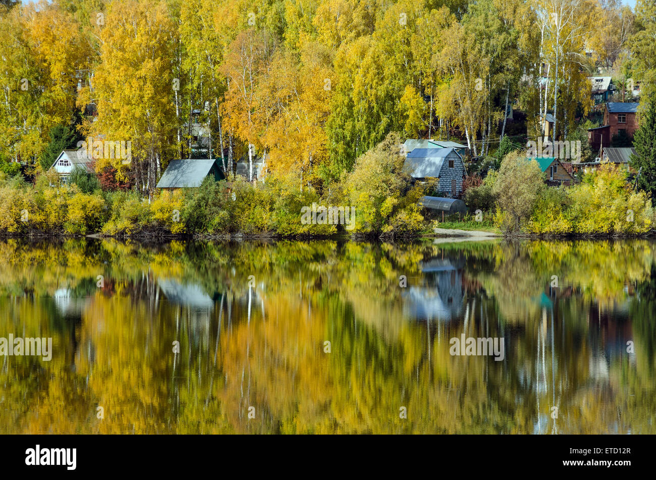 Birch forest russia hi-res stock photography and images - Alamy