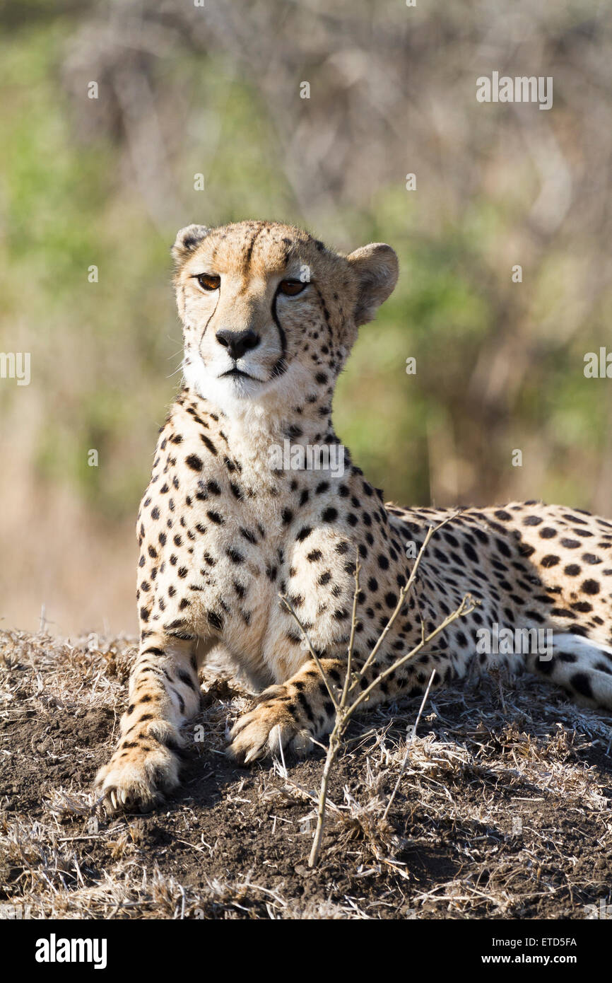 Female cheetah at Phinda Private Game Reserve, South Africa Stock Photo