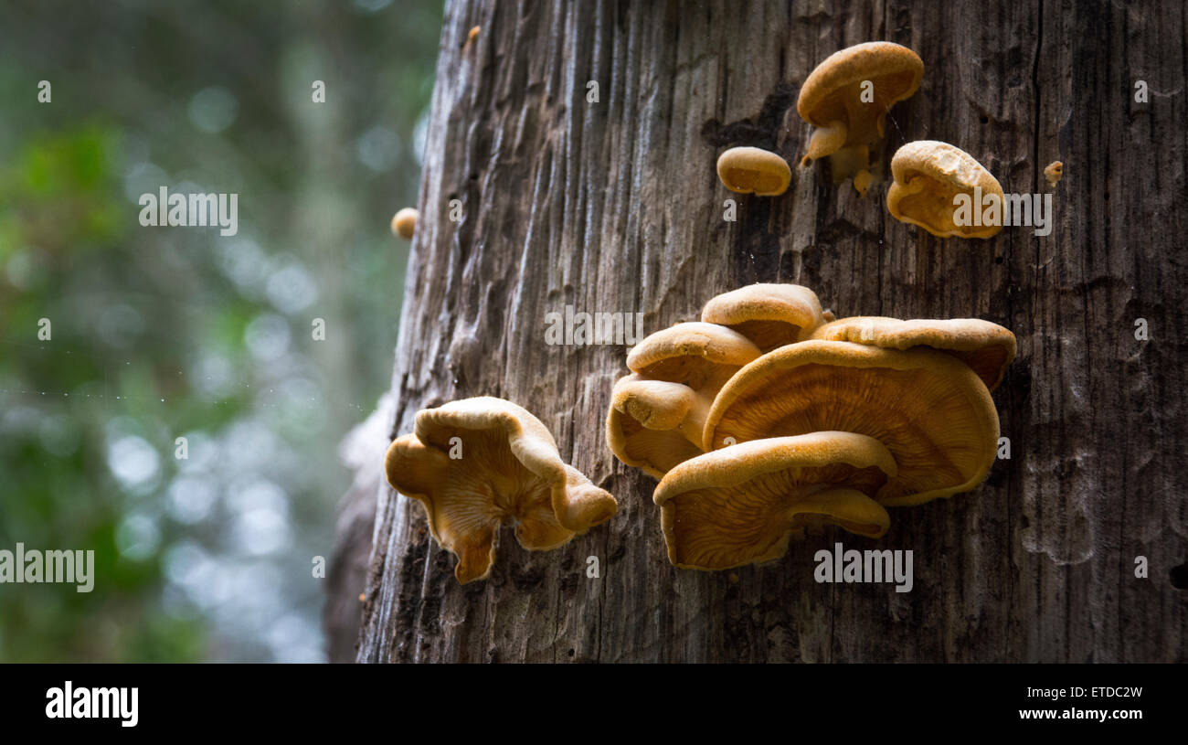 Wild mushrooms on a tree, Mt. Tamalpais State Park, California Stock