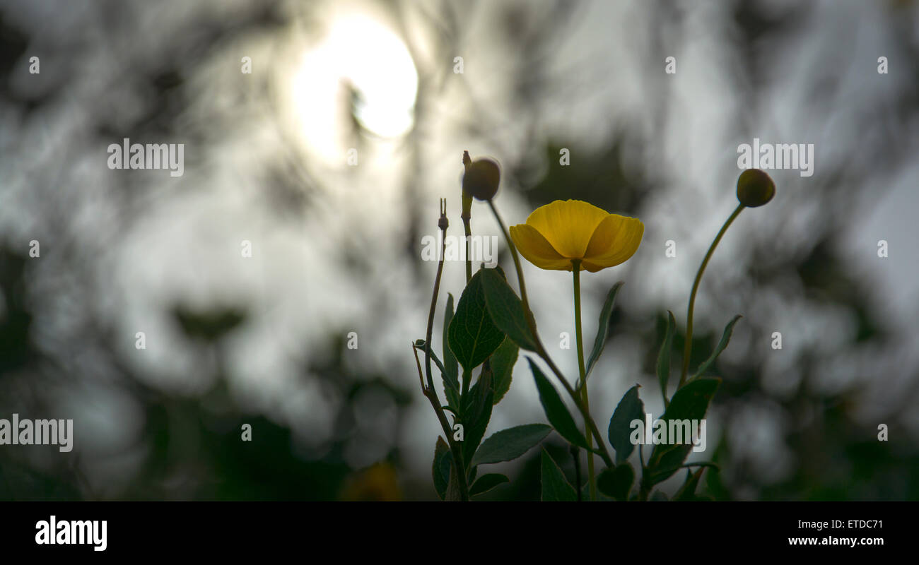 Bush poppy (Dendromecon rigida), Mt. Tamalpais State Park, California Stock Photo
