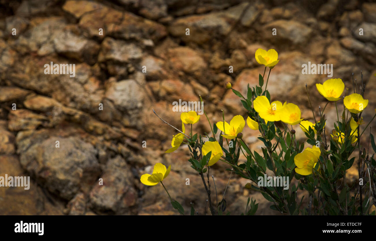 Bush poppies, Mt. Tamalpais State Park Stock Photo