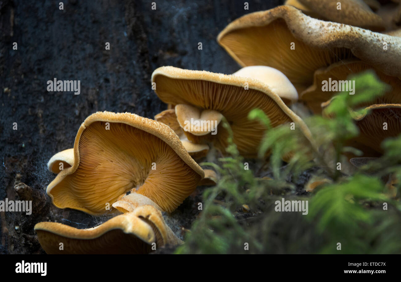 Wild mushrooms, Mt. Tamalpais State Park Stock Photo Alamy