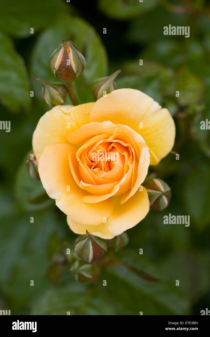 Rosa 'Absolutely Fabulous' (Wekvossutono) .Golden yellow rose in an English garden. Stock Photo