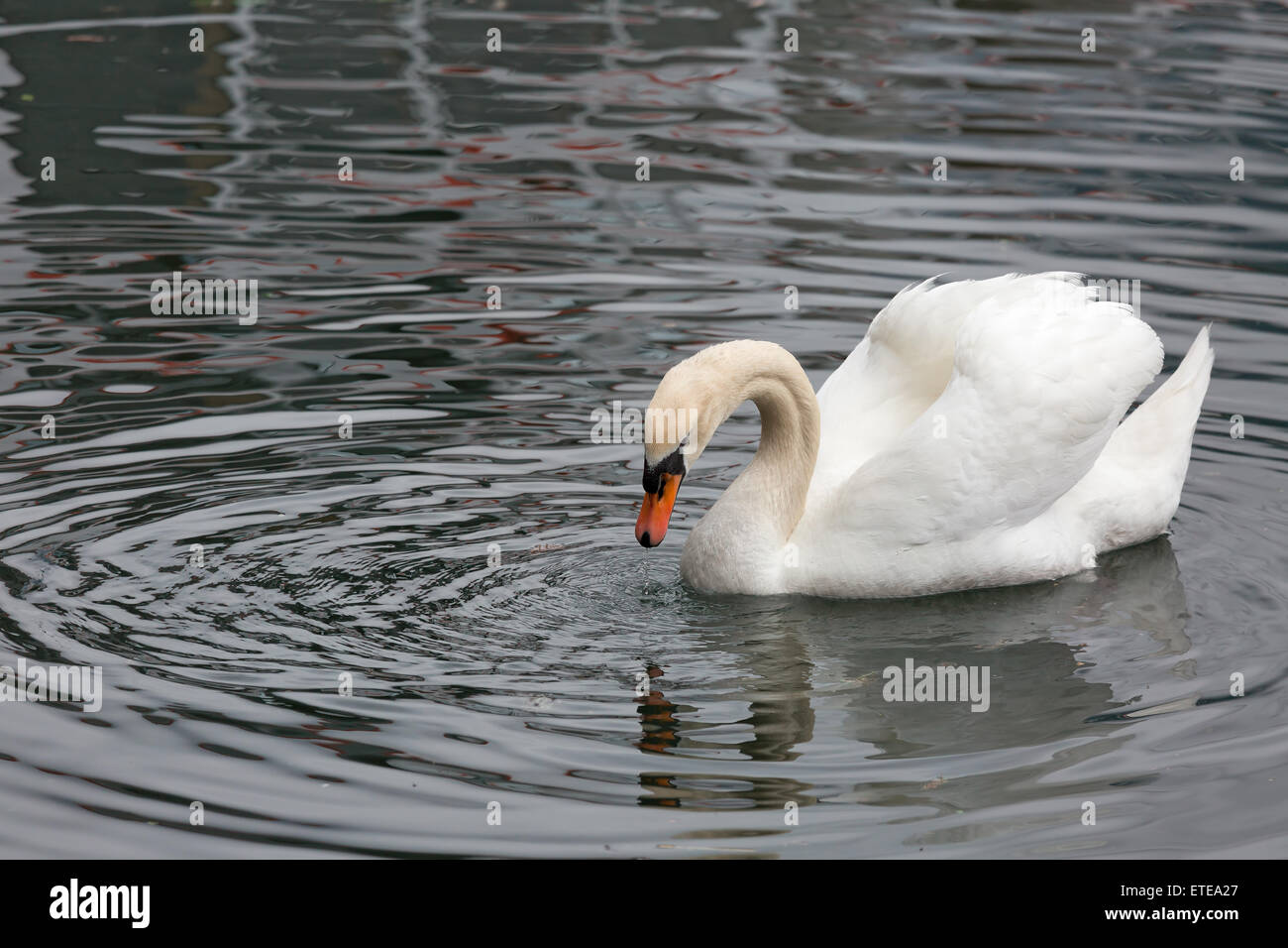 white swan floating on the lake Stock Photo - Alamy