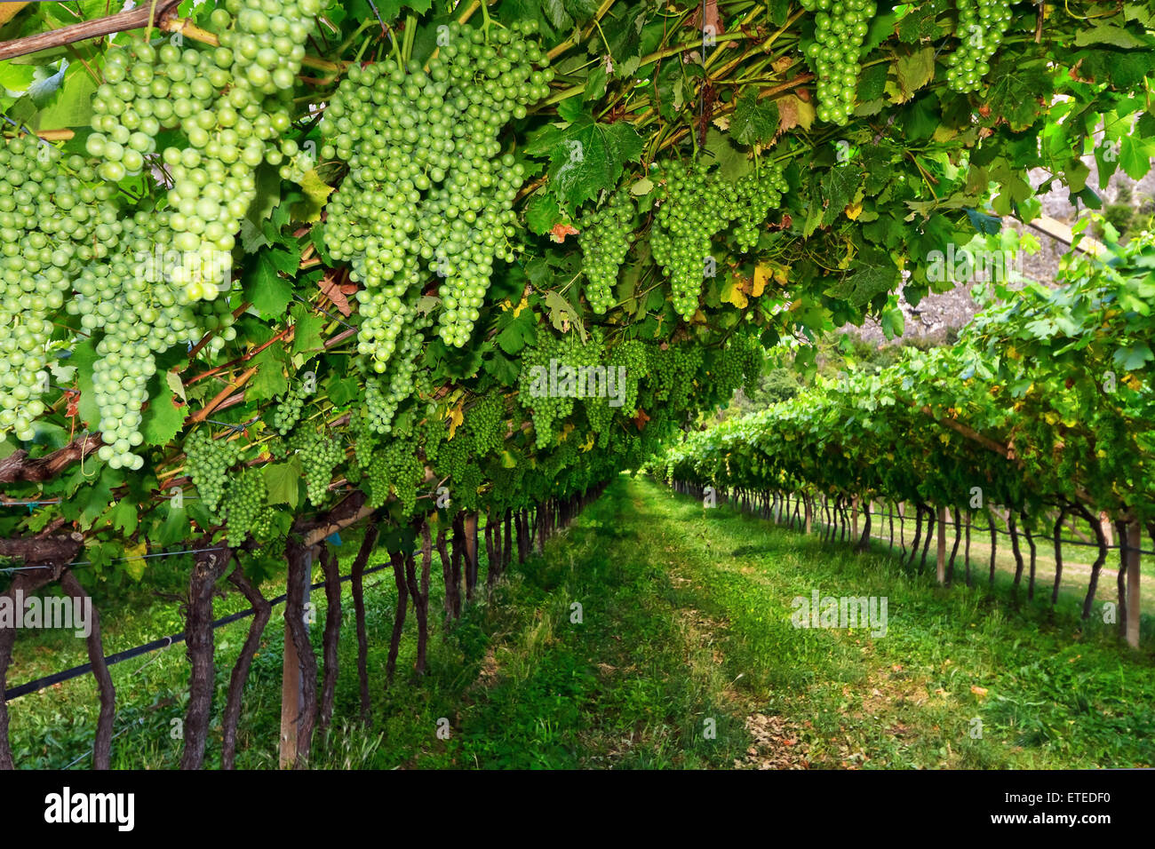 vineyard on summer in Trentino-Alto Adige, Italy Stock Photo