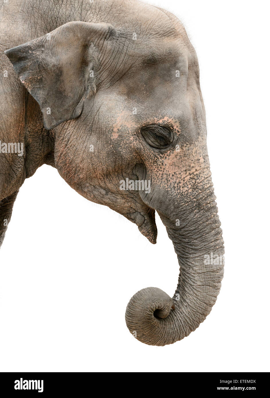 Portrait of a friendly Asian elephant isolated on white background Stock Photo