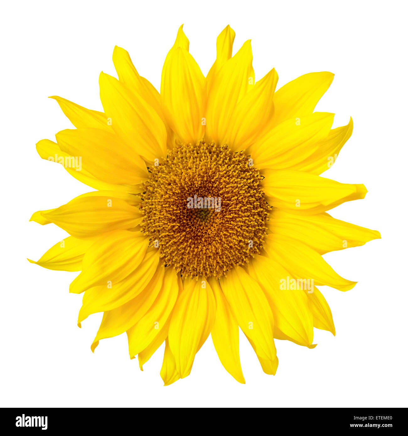 Bright clean studio shot of a beautiful sunflower on white background ...
