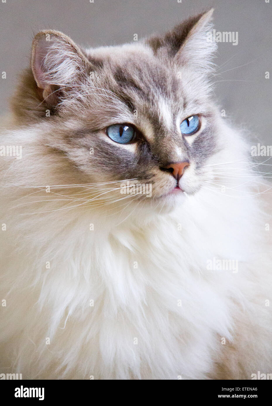 ragdoll eyes