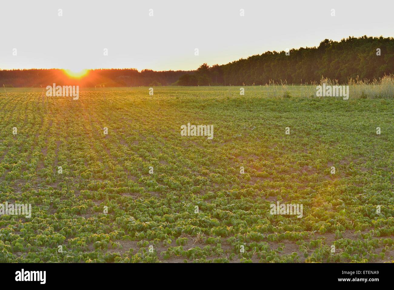 Sunrise in the field Stock Photo