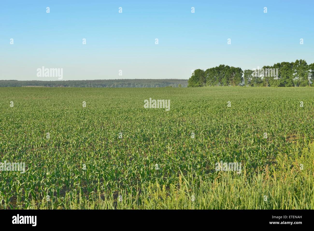 Morning in a field of corn Stock Photo