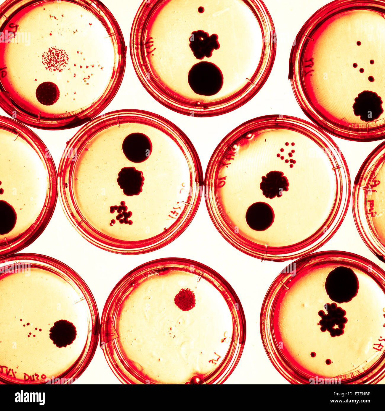 Growing Bacteria in Petri Dishes Stock Photo Alamy