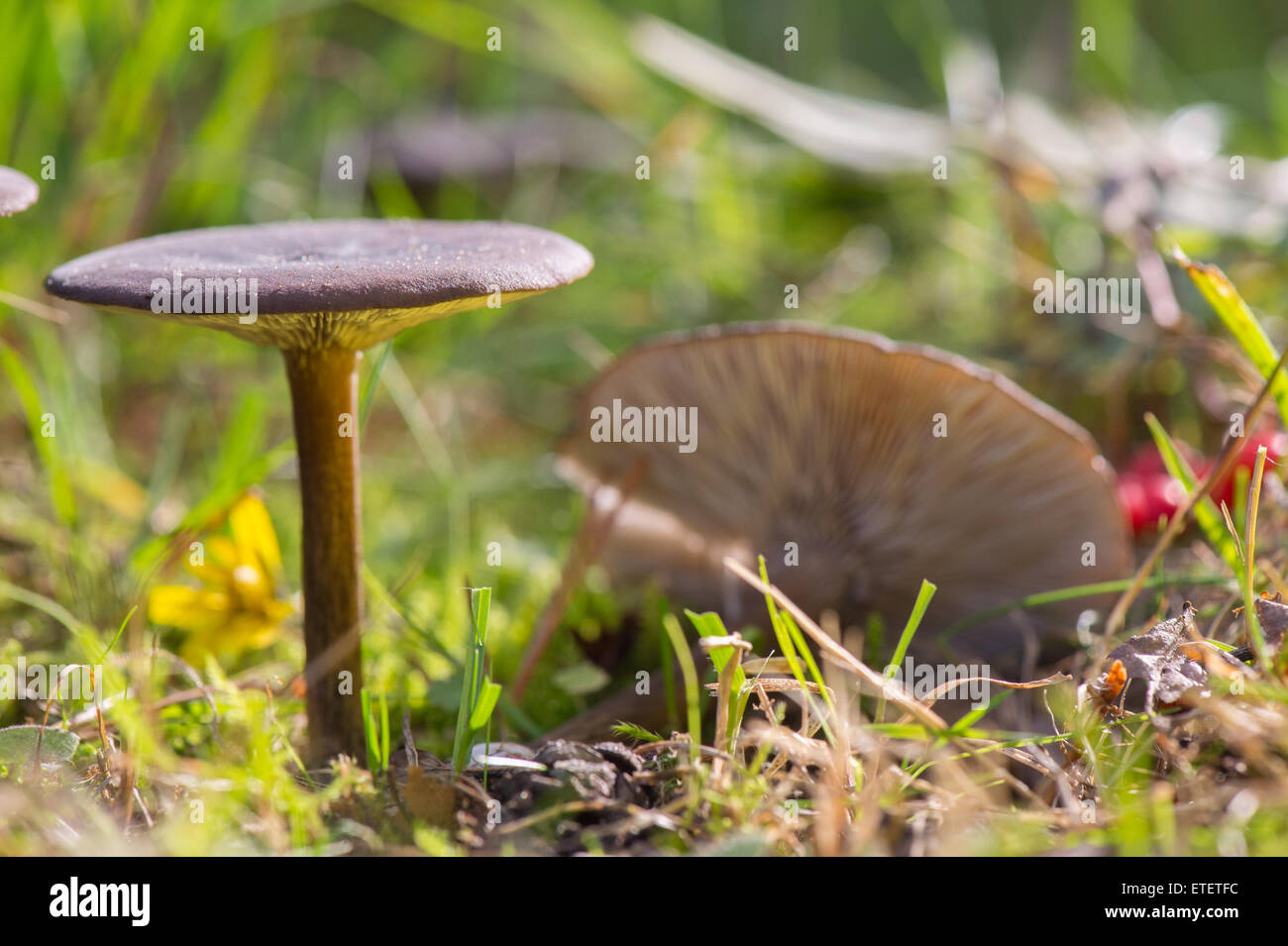 group blue stalk mushroom Stock Photo
