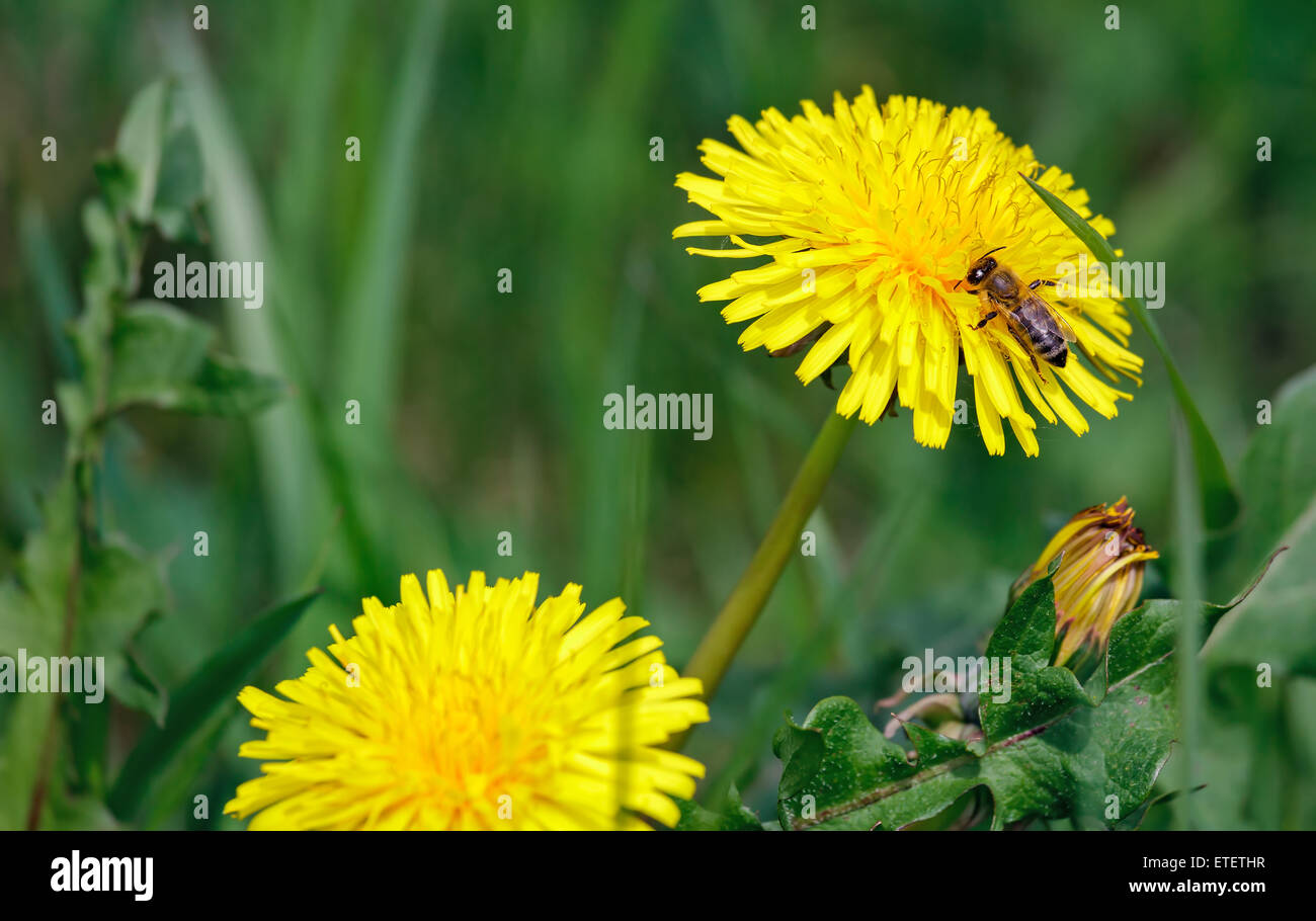 bee sits on a yellow flower close up Stock Photo